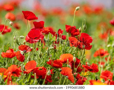 Similar – Image, Stock Photo poppy blossom Environment