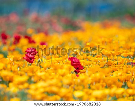 Similar – Image, Stock Photo poppy blossom Environment