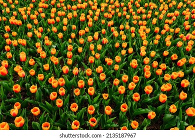 Beautiful field of yellow, orange and red tulips close up. Spring background with tender tulips. Pink floral background. spring banner.