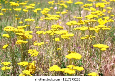 Beautiful field with yellow wild flowers.Spring or summer wildflowers.Cow Petrushka (Anthriscus sylvestris)