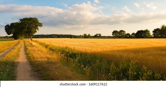 
beautiful fields in warm light