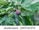 beautiful fig tree with lush green leaves and ripe fruit in a peaceful garden setting