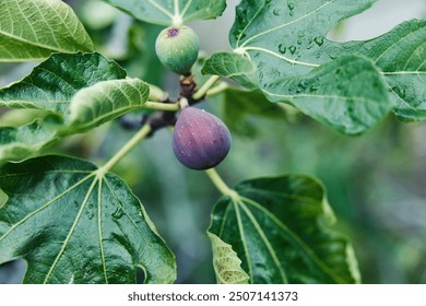 beautiful fig tree with lush green leaves and ripe fruit in a peaceful garden setting