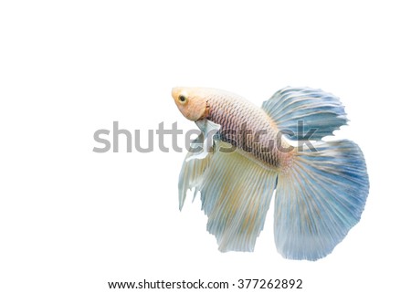 Beautiful fighting fish, fighting fish (betta), big ear profile. isolated white background. with Clipping Path