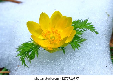 Adonis Amurensis Images Stock Photos Vectors Shutterstock