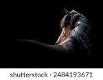 Beautiful fine art Icelandic horse mare with long mane with a black background in fine art edit with copy space