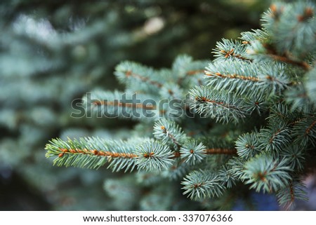 Beautiful fir tree twigs, outdoors