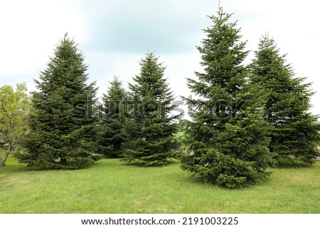 Beautiful fir trees growing in the garden on sunny day