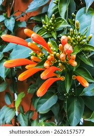 Beautiful Fire Cracker Vine or Flame Flower or Flame Vine or Orange Trumpet. Glorious orange Trumpet flower in garden. Background and texture, bouquet of bright orange flowers and fresh green leaves.