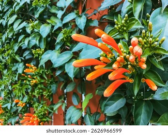 Beautiful Fire Cracker Vine or Flame Flower or Flame Vine or Orange Trumpet. Glorious orange Trumpet flower in garden. Background and texture, bouquet of bright orange flowers and fresh green leaves.