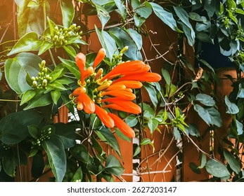 Beautiful Fire Cracker Vine or Flame Flower or Flame Vine or Orange Trumpet. Glorious orange Trumpet flower in garden. Background and texture, bouquet of bright orange flowers and fresh green leaves.