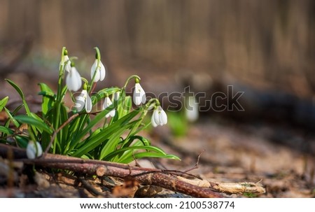 Beautiful first flowers snowdrops in spring forest. Tender spring flowers snowdrops harbingers of warming symbolize the arrival of spring. Scenic view of the spring forest with blooming flowers