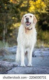 Beautiful First Generation Yellow Labradoodle At The Beach