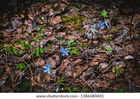 Beautiful first spring flowers that grow in a forest glade