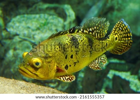 Beautiful fish in the aquarium of the Moscow Moskvarium