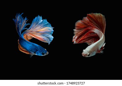 4,710 Fighter fish Images, Stock Photos & Vectors | Shutterstock