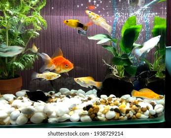 Beautiful Fish Tank, Fish Small  In Clear Water 