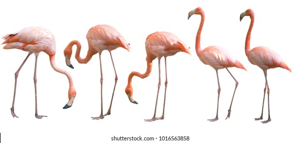 Beautiful flamingo bird isolated on white background