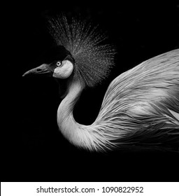 Beautiful flamingo closed up shot illuminated by sunlight with dark - black background. Black & white image. 