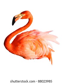 Beautiful Flamingo isolated on white