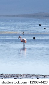 Beautiful Flamingo In The Chungará Lake, Chile