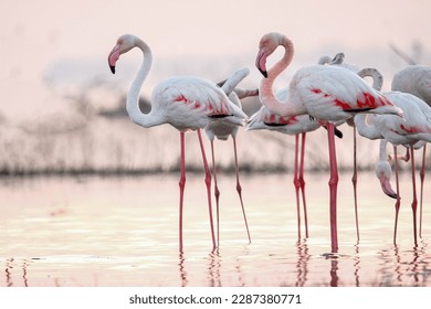 Beautiful flamingo near back water. wall mounting of flamingo bird. background picture of bird. Beautiful wings of flying flamingo. Wall poster of flamingo bird. Migratory bird in Bhigwan, India. - Shutterstock ID 2287380771