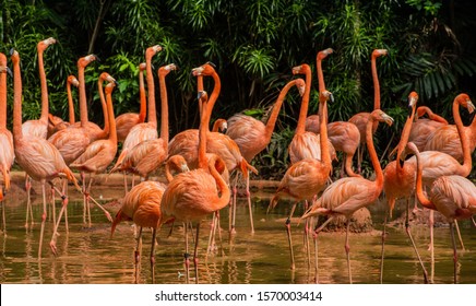 Flamingo Zoo Bilder Stockfoton Och Vektorer Med Shutterstock