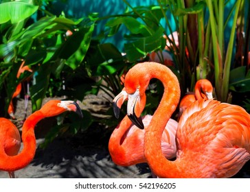 Beautiful Flamingos In The Park. Orlando Florida.