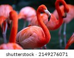 Beautiful flamingos walking in the water with green grasses background. American Flamingo walking in a pond.