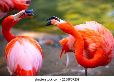 22,544 Flamingo pond Images, Stock Photos & Vectors | Shutterstock