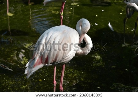 Beautiful flamingos walking in the water with green grasses background. American Flamingo walking in a pond. A real peacock sitting on a tree with an open feathers. Male peafowl are referred to as pea
