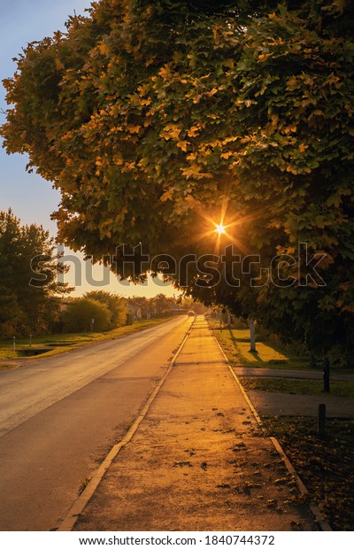 Beautiful flare on the maple tree and\
sunlight on the street pavement in autumn\
evening
