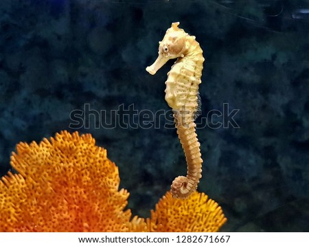 The beautiful flat-faced seahorse or three-spot seahorse in marine aquarium. Hippocampus trimaculatus is a species of fish in the family Syngnathidae. Its natural habitat is shallow seas.