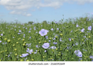 beautiful flax plants with blue flowers with green leaves and seeds in the fields closeup in the dutch countryside in springtime