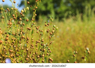 Beautiful flax plants with dry capsules in field on sunny day, space for text
