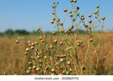 Beautiful flax plants with dry capsules in field on sunny day