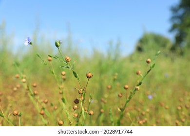 Beautiful flax plants with dry capsules in field on sunny day