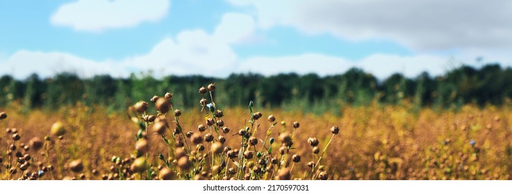 Beautiful flax plants with dry capsules in field on sunny day. Banner design