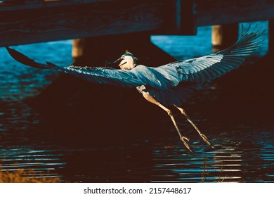 The Beautiful Flight Of A Seabird Flying Over The Water