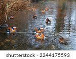 Beautiful floating mandarin ducks. Aix galericulata. Place for text.