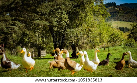 A beautiful flock of farm ducks in the farm yard feeing on grain 