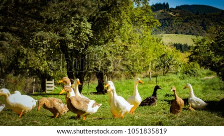 A beautiful flock of farm ducks in the farm yard feeing on grain 
