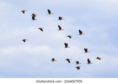 Beautiful Flock Of Teal Bird Flying In The Sky.