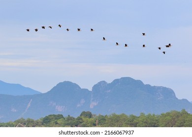 Beautiful Flock Of Teal Bird Flying In The Sky.