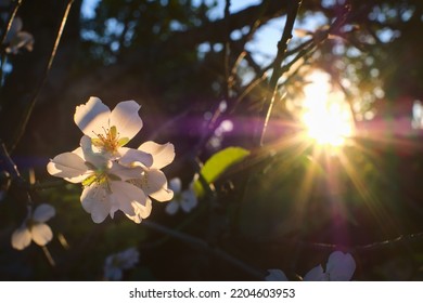 Beautiful Floral Background With Blooming Almonds. Pink Flowers On A Tree. Nature Background With Sunbeams At Sunset. Lens Flare.