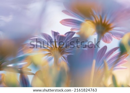 Beautiful Floral Background. Bottom View on a Gentle Purple Daisy Flowers in Bright Sunny Day. Fresh Chamomile Field. Beauty of Spring Nature.