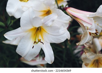 Beautiful Floral Background. Close-up Of White Royal Lily (lilium Regale) And Green Leaves In The Garden In Summer. Lilium Longiflorum, An Easter Lily, Is A Symbol Of Easter. Beauty In Nature.