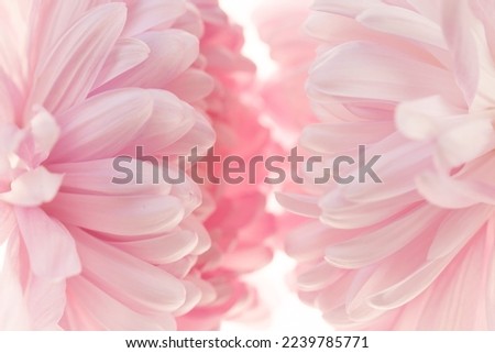 Beautiful Floral background in pale pink and white colors.Asters petals texture.Floral delicate wallpaper. blooming Flowers macro isolated