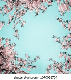 Beautiful floral background with pastel pink blossom on light turquoise, frame. Creative nature flowers layout