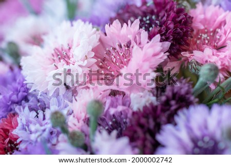 Beautiful floral background of pink fresh cornflower. 